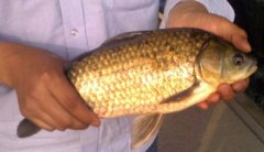 2020年12月22日黄金鲫价格行情...