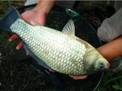 2020年12月22日方正银鲫价格行...