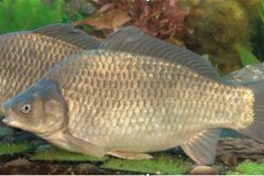 2020年12月22日湘云鲫价格行情...