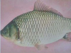 2020年12月22日中科三号鲫鱼价...