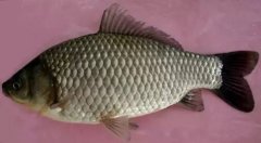 2020年12月22日杂交鲫鱼价格行...