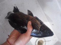 2020年12月22日黑鲫价格行情、...