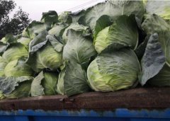 2020年12月25日圆包菜价格行情...