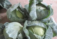 2020年12月25日扁包菜价格行情...