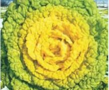 2020年12月27日黄心菜价格行情...