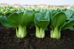 2020年12月27日青梗菜价格行情...