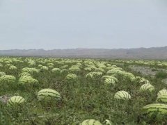 2020年12月29日硒砂瓜价格行情...