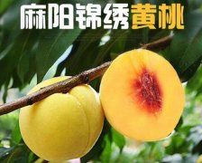 2020年12月30日锦绣黄桃价格行...