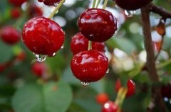 2020年12月31日车厘子价格行情...