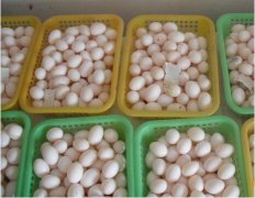 2020年12月31日肉鸽蛋价格行情...