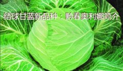 结球甘蓝新品种：黔春奥利娜简介