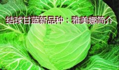 结球甘蓝新品种：雅美娜简介
