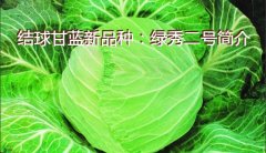 结球甘蓝新品种：绿秀二号简介