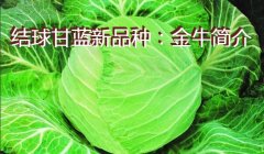 结球甘蓝新品种：金牛简介