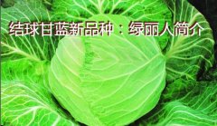 结球甘蓝新品种：绿丽人简介