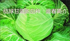结球甘蓝新品种：盛春简介