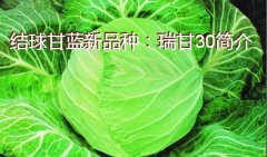 结球甘蓝新品种：瑞甘30简介