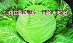 结球甘蓝新品种：卡斯2658简介