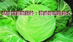 结球甘蓝新品种：普威绿四月简介