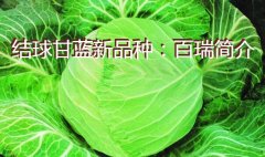 结球甘蓝新品种：百瑞简介