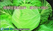 结球甘蓝新品种：盛甘012简介
