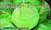 结球甘蓝新品种：捷甘14669简介