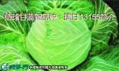 结球甘蓝新品种：捷甘13155简介