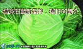 结球甘蓝新品种：瑞甘50简介