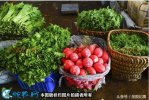 2021年1月12日农批价格指数上升...