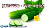 黄瓜新品种：青秀18号简介