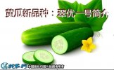 黄瓜新品种：翠优一号简介