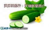 黄瓜新品种：天瑞新星简介