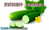 黄瓜新品种：亮晶晶简介