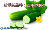 黄瓜新品种：夏美伦简介