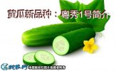黄瓜新品种：粤秀1号简介