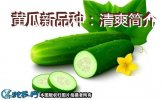 黄瓜新品种：清爽简介