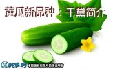 黄瓜新品种：千黛简介