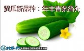 黄瓜新品种：年丰青条简介