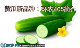 黄瓜新品种：环农405简介