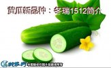 黄瓜新品种：冬瑞1512简介