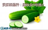 黄瓜新品种：唐秋杂3号简介