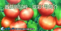 番茄新品种：珑彩1号简介