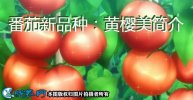 番茄新品种：黄樱美简介