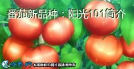 番茄新品种：阳光101简介