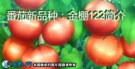 番茄新品种：金棚122简介