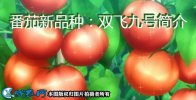 番茄新品种：双飞九号简介