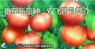 番茄新品种：双飞四号简介
