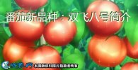 番茄新品种：双飞八号简介