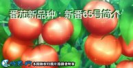 番茄新品种：新番65号简介