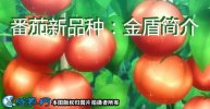 番茄新品种：金盾简介